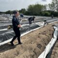 Na zdjęciu przedstawiono osoby pracujące na polu przy zbiorach szparagów.