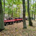 Na fotografii uczestnicy grzybobrania jadący w przyczepie ciągniętej przez traktor w lesie.